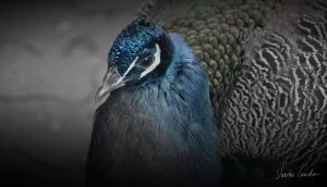 valladolid pavo real