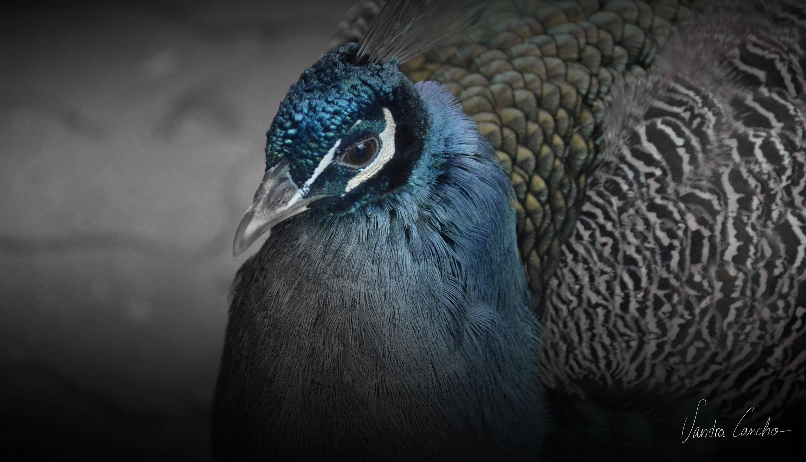 valladolid pavo real